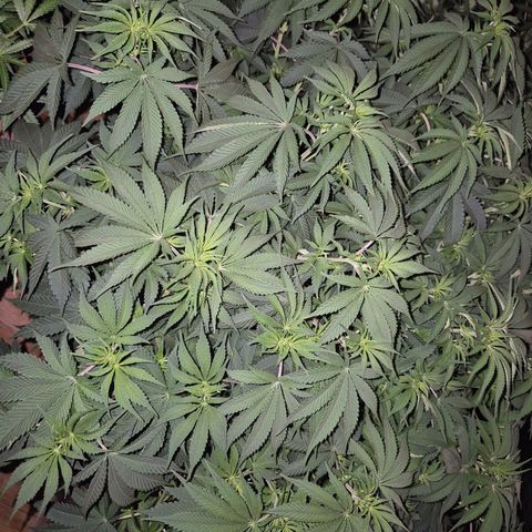WTF- Königin Mimosa evo 👑👑👑 (65-70bt) growlog timeline photo