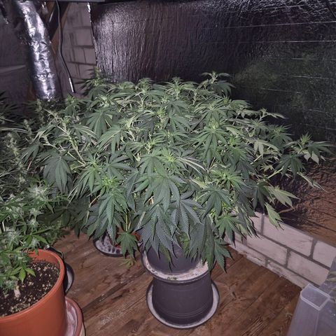 WTF- Königin Mimosa evo 👑👑👑 (65-70bt) growlog timeline photo