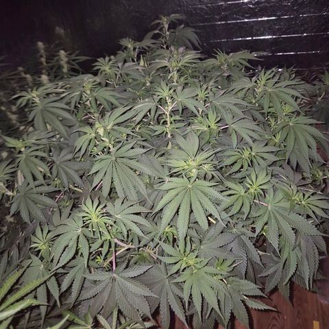 WTF- Königin Mimosa evo 👑👑👑 (65-70bt) growlog timeline photo
