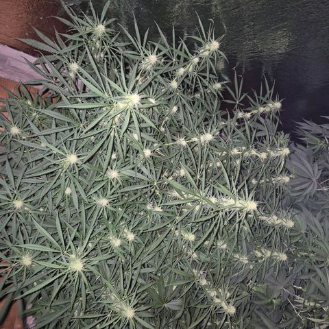 Afghani #1 (45-50bt) growlog timeline photo