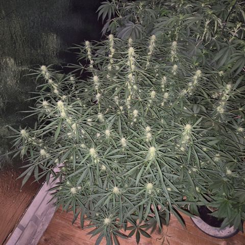 Afghani #1 (45-50bt) growlog timeline photo