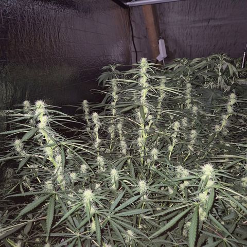 Afghani #1 (45-50bt) growlog timeline photo