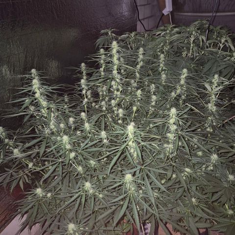 Afghani #1 (45-50bt) growlog timeline photo