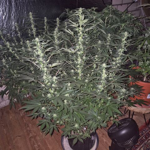 Biscotti (56-70bt) growlog timeline photo