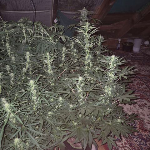 Biscotti (56-70bt) growlog timeline photo