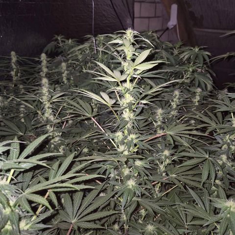 Biscotti (56-70bt) growlog timeline photo