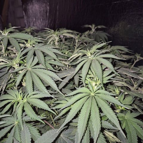 WTF- Königin Mimosa evo 👑👑👑 (65-70bt) growlog timeline photo