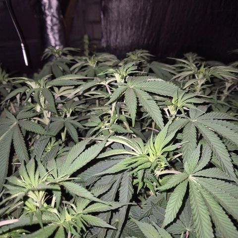 WTF- Königin Mimosa evo 👑👑👑 (65-70bt) growlog timeline photo