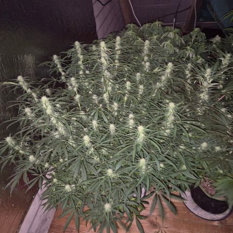 Afghani #1 (45-50bt) growlog timeline photo