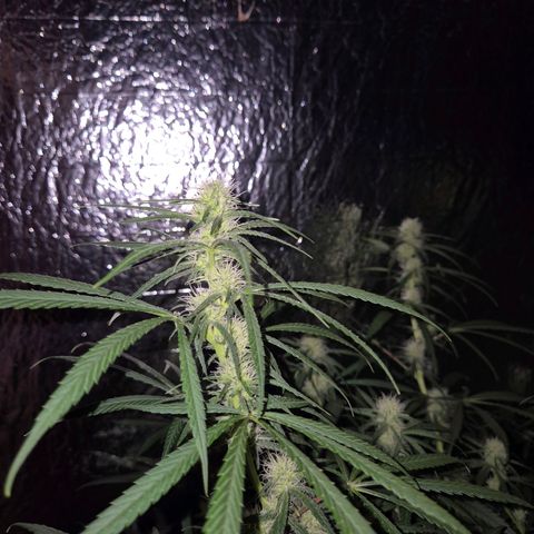 Afghani #1 (45-50bt) growlog timeline photo