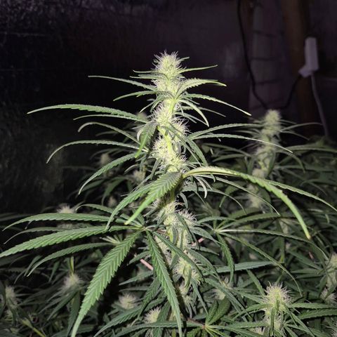 Afghani #1 (45-50bt) growlog timeline photo