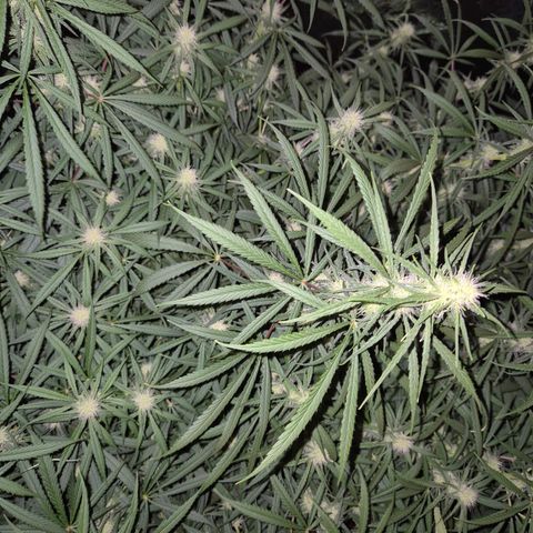 Afghani #1 (45-50bt) growlog timeline photo