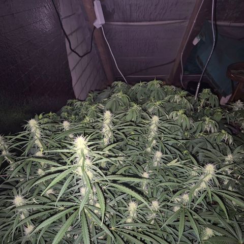 Afghani #1 (45-50bt) growlog timeline photo