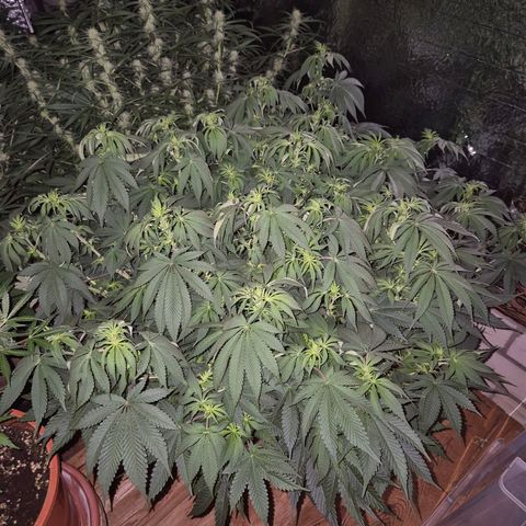 WTF- Königin Mimosa evo 👑👑👑 (65-70bt) growlog timeline photo