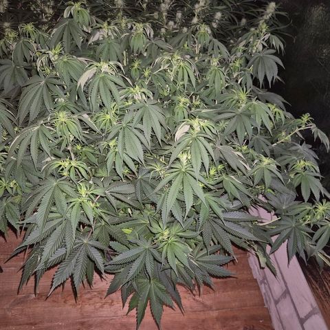WTF- Königin Mimosa evo 👑👑👑 (65-70bt) growlog timeline photo