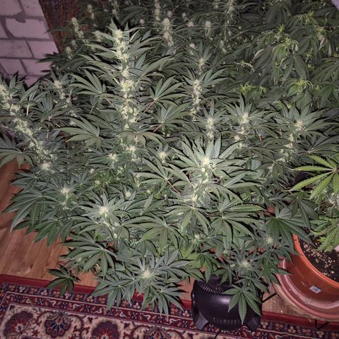 Biscotti (56-70bt) growlog timeline photo
