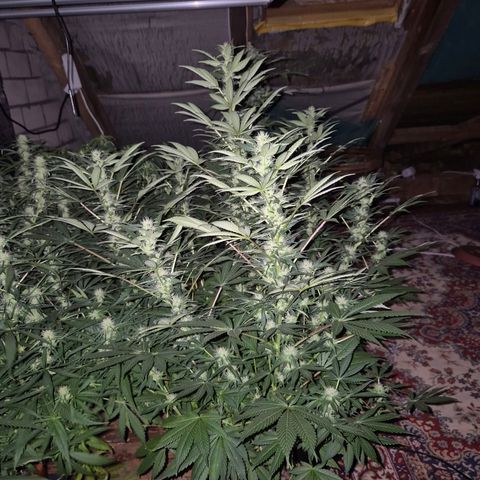 Biscotti (56-70bt) growlog timeline photo