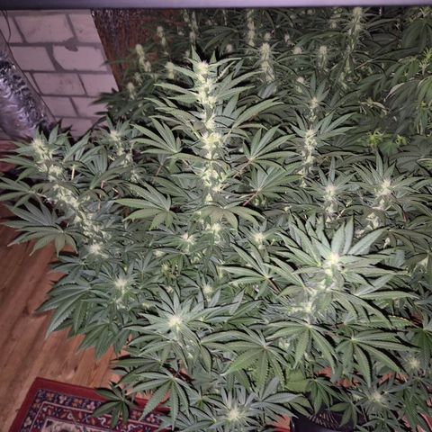Biscotti (56-70bt) growlog timeline photo