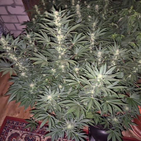 Biscotti (56-70bt) growlog timeline photo