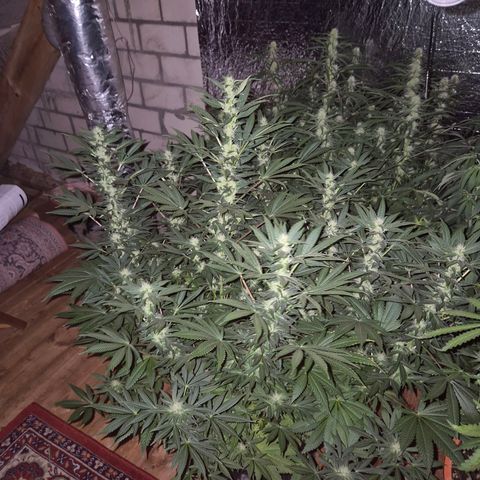 Biscotti (56-70bt) growlog timeline photo
