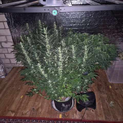 Biscotti (56-70bt) growlog timeline photo
