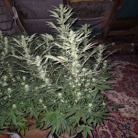 Biscotti (56-70bt) growlog timeline photo