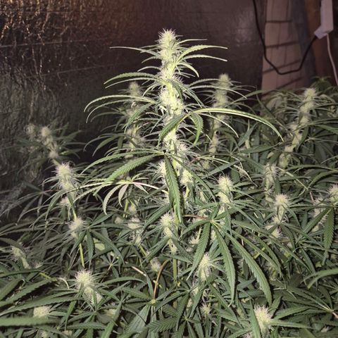 Afghani #1 (45-50bt) growlog timeline photo