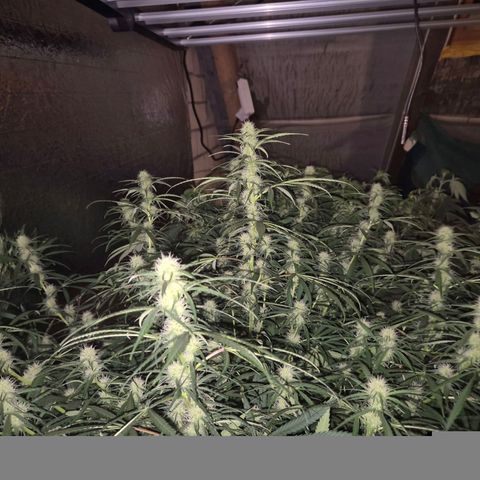 Afghani #1 (45-50bt) growlog timeline photo