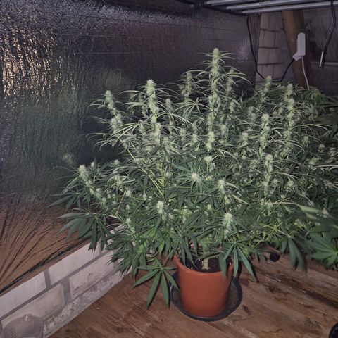 Afghani #1 (45-50bt) growlog timeline photo