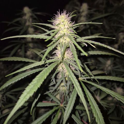 Afghani #1 (45-50bt) growlog timeline photo