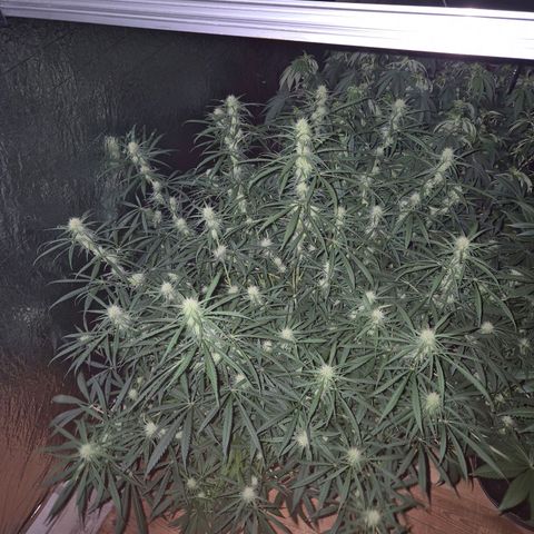 Afghani #1 (45-50bt) growlog timeline photo