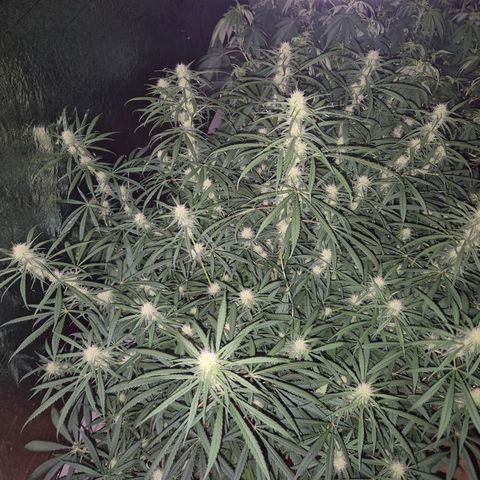 Afghani #1 (45-50bt) growlog timeline photo