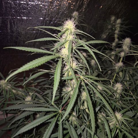 Afghani #1 (45-50bt) growlog timeline photo