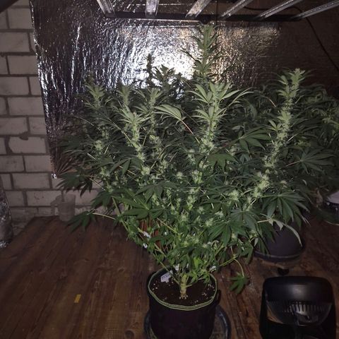 Biscotti (56-70bt) growlog timeline photo