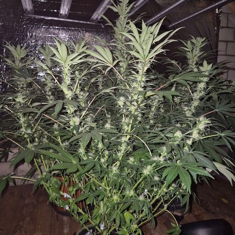 Biscotti (56-70bt) growlog timeline photo