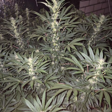 Biscotti (56-70bt) growlog timeline photo