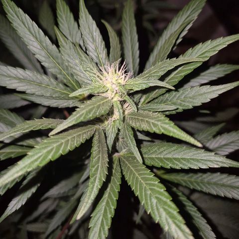 Biscotti (56-70bt) growlog timeline photo