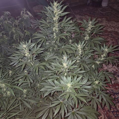 Biscotti (56-70bt) growlog timeline photo