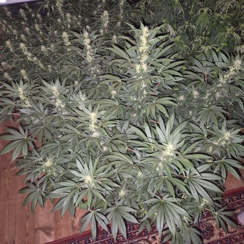 Biscotti (56-70bt) growlog timeline photo