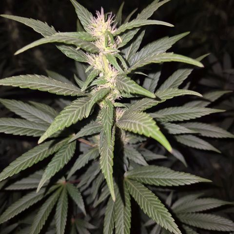 Biscotti (56-70bt) growlog timeline photo