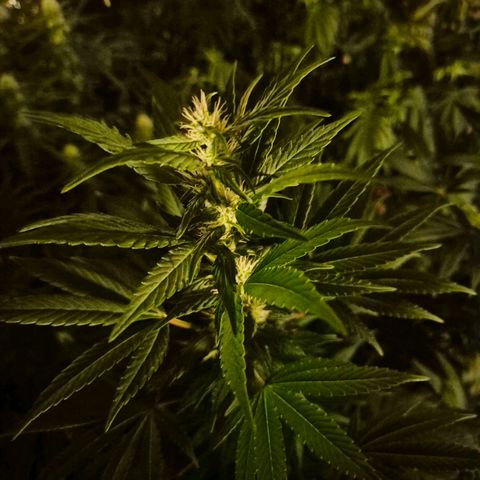 Biscotti (56-70bt) growlog timeline photo