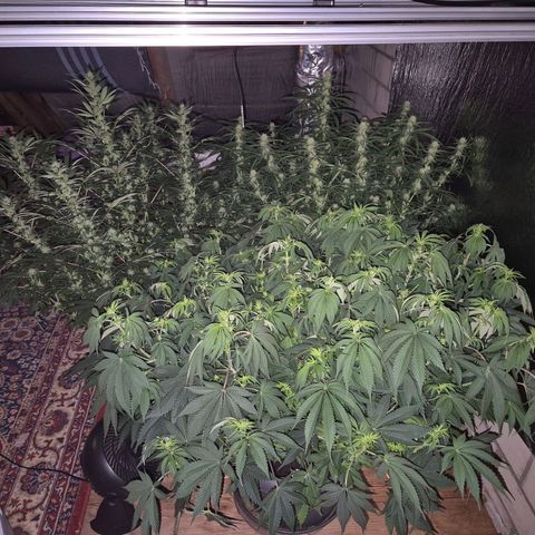 WTF- Königin Mimosa evo 👑👑👑 (65-70bt) growlog timeline photo