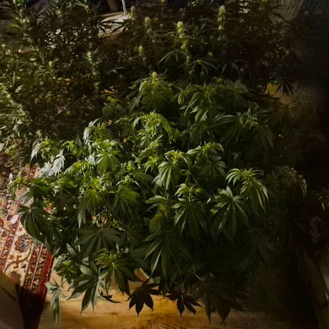 WTF- Königin Mimosa evo 👑👑👑 (65-70bt) growlog timeline photo