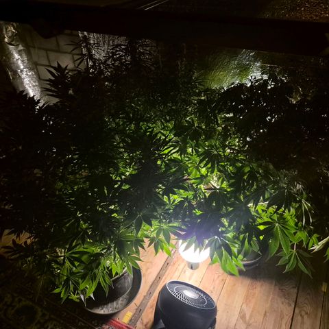 WTF- Königin Mimosa evo 👑👑👑 (65-70bt) growlog timeline photo