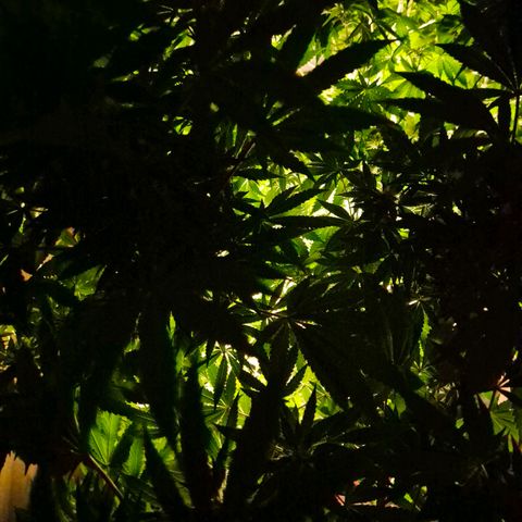 WTF- Königin Mimosa evo 👑👑👑 (65-70bt) growlog timeline photo