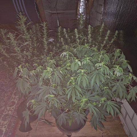 WTF- Königin Mimosa evo 👑👑👑 (65-70bt) growlog timeline photo