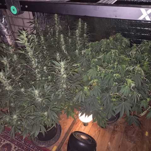 WTF- Königin Mimosa evo 👑👑👑 (65-70bt) growlog timeline photo