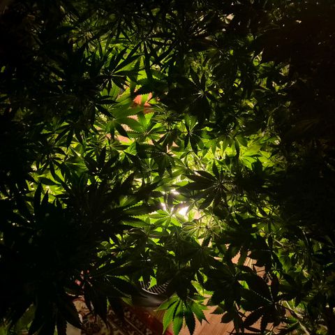 WTF- Königin Mimosa evo 👑👑👑 (65-70bt) growlog timeline photo