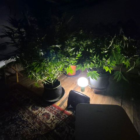 WTF- Königin Mimosa evo 👑👑👑 (65-70bt) growlog timeline photo