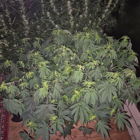 WTF- Königin Mimosa evo 👑👑👑 (65-70bt) growlog timeline photo
